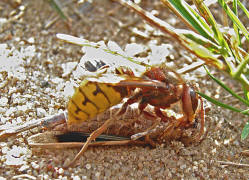 Vespa crabro / Hornisse (Arbeiterin) / Vespidae - Faltenwespen (Beute ist eine Blauflglige dlandschrecke)