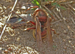 Vespa crabro / Hornisse (Arbeiterin) / Vespidae - Faltenwespen (Beute ist eine Blauflglige dlandschrecke)