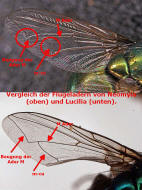 Vergleich der Flgeladern von Neomyia (Muscidae) und Lucilia (Calliphoridae)