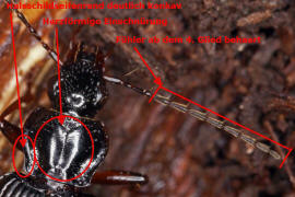 Limodromus assimilis (syn. Platynus assimilis) / Foto-Bestimmungshilfe