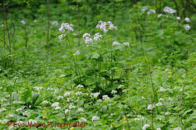 Lunaria rediviva / Ausdauerndes Silberblatt / Mondviole / Brassicaceae / Kreuzbltengewchse