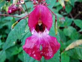 Impatiens glandulifera / Indisches Springkraut / Balsaminaceae / Balsaminengewchse (Foto: Anja Mller)