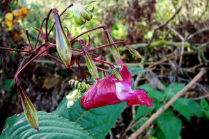 Impatiens glandulifera / Indisches Springkraut / Balsaminaceae / Balsaminengewchse (Foto: Anja Mller)