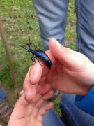 Meloe violaceus / Violetter lkfer / Blauer Maiwurm / lkfer - Meloidae