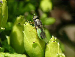 Oplodontha viridula / Ohne deutschen Namen / Waffenfliegen - Stratiomyidae / Ordnung: Zweiflgler - Diptera / Fliegen - Brachycera