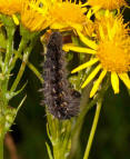 Vanessa cardui / Distelfalter (Raupe) / Tagfalter - Edelfalter - Nymphalidae (Foto: Dieter Blatt)