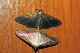 Cydalima perspectalis / Buchsbaumznsler / Nachtfalter - Znsler - Crambidae - Spilomelinae