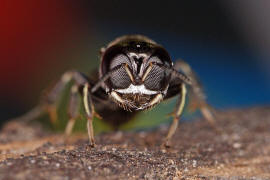 Crossocerus annulipes / Ohne deutschen Namen / Grabwespen - Crabronidae / Ordnung Hautflgler - Hymenoptera