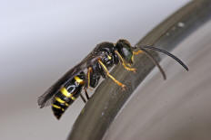 Gorytes laticinctus / Grabwespen - Crabronidae - Bembicinae / Ordnung: Hautflgler - Hymenoptera