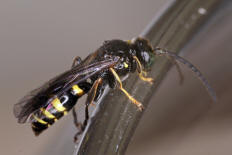 Gorytes laticinctus / Grabwespen - Crabronidae - Bembicinae / Ordnung: Hautflgler - Hymenoptera