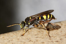 Gorytes laticinctus / Grabwespe mit erbeuteter Zikade / Grabwespen - Crabronidae - Bembicinae / Ordnung: Hautflgler - Hymenoptera