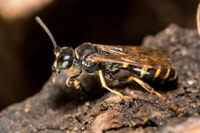 Gorytes planifrons (Wesmael, 1852) / Grabwespen - Crabronidae - Bembicinae