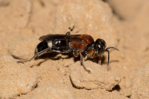 Harpactus laevis (Lepeletier, 1832) / Grabwespen - Crabronidae - Bembicinae