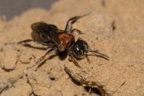 Harpactus laevis (Lepeletier, 1832) / Grabwespen - Crabronidae - Bembicinae