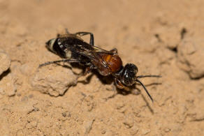 Harpactus laevis (Lepeletier, 1832) / Grabwespen - Crabronidae - Bembicinae