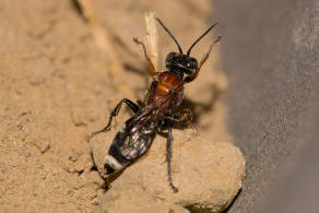 Harpactus laevis (Lepeletier, 1832) / Grabwespen - Crabronidae - Bembicinae