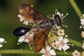 Isodontia mexicana / Stahlblauer Grillenjger / Grabwespen - Sphecidae / Ordnung: Hautflgler - Hymenoptera