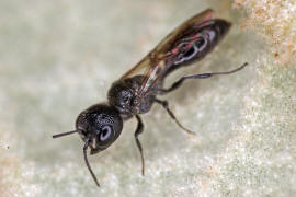 Pemphredon spec. / Ohne deutschen Namen / Grabwespen - Crabronidae - Pemphredonini