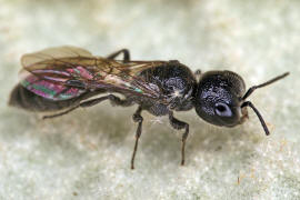 Pemphredon spec. / Ohne deutschen Namen / Grabwespen - Crabronidae - Pemphredonini