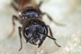 Pemphredon spec. / Ohne deutschen Namen / Grabwespen - Crabronidae - Pemphredonini