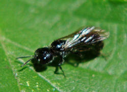 Pemphredon spec. / Ohne deutschen Namen / Grabwespen - Crabronidae - Pemphredonini