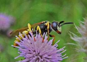 Philanthus triangulum / Bienenwolf / Grabwespen - Crabronidae - Philanthinae