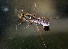 Sceliphron curvatum / Orientalische Mauerwespe / Langstielgrabwespen - Sphecidae - Sceliphrinae / Ordnung: Hautflgler - Hymenoptera