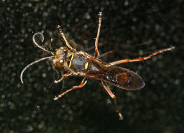 Sceliphron curvatum / Orientalische Mauerwespe / Langstielgrabwespen - Sphecidae - Sceliphrinae / Ordnung: Hautflgler - Hymenoptera