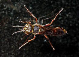 Sceliphron curvatum / Orientalische Mauerwespe / Langstielgrabwespen - Sphecidae - Sceliphrinae / Ordnung: Hautflgler - Hymenoptera