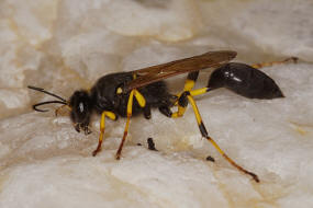 Sceliphron spirifex / Ohne deutschen Namen / Langstielgrabwespen - Sphecidae - Sceliphrinae / Ordnung: Hautflgler - Hymenoptera