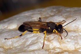Sceliphron spirifex / Ohne deutschen Namen / Langstielgrabwespen - Sphecidae - Sceliphrinae / Ordnung: Hautflgler - Hymenoptera