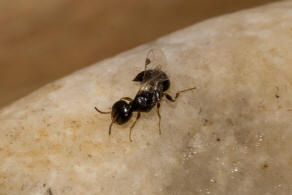 Stigmus pendulus Panzer, 1804 / Grabwespen - Crabronidae - Pemphredoninae