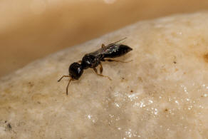 Stigmus pendulus Panzer, 1804 / Grabwespen - Crabronidae - Pemphredoninae