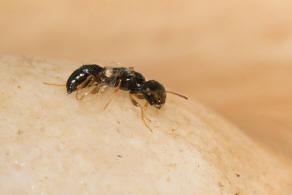 Stigmus pendulus Panzer, 1804 / Grabwespen - Crabronidae - Pemphredoninae