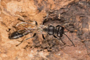 Trypoxylon figulus / Tpfergrabwespe / Grabwespen - Crabronidae - Larrinae / Ordnung: Hautflgler - Hymenoptera