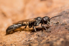 Trypoxylon figulus / Tpfergrabwespe / Grabwespen - Crabronidae - Larrinae / Ordnung: Hautflgler - Hymenoptera