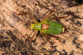 Barbitistes serricauda / Laubholz-Sbelschrecke / Laubheuschrecken - Tettigoniidae / Sichelschrecken - Phaneropterinae / Langfhlerschrecken - Ensifera