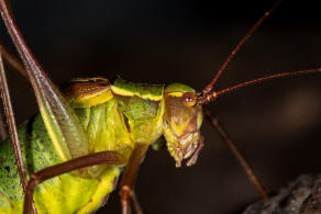 Barbitistes serricauda / Laubholz-Sbelschrecke / Laubheuschrecken - Tettigoniidae / Sichelschrecken - Phaneropterinae / Langfhlerschrecken - Ensifera