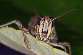 Calliptamus italicus / Italienische Schnschrecke / Feldheuschrecken - Acrididae / Unterfamilie: Knarrschrecken - Calliptaminae / Ordnung: Kurzfhlerschrecken - Caelifera