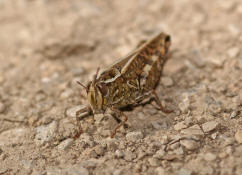 Calliptamus italicus / Italienische Schnschrecke / Feldheuschrecken - Acrididae / Unterfamilie: Knarrschrecken - Calliptaminae / Ordnung: Kurzfhlerschrecken - Caelifera