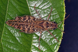 Calliptamus italicus / Italienische Schnschrecke / Feldheuschrecken - Acrididae / Unterfamilie: Knarrschrecken - Calliptaminae / Ordnung: Kurzfhlerschrecken - Caelifera