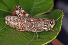 Calliptamus italicus / Italienische Schnschrecke / Feldheuschrecken - Acrididae / Unterfamilie: Knarrschrecken - Calliptaminae / Ordnung: Kurzfhlerschrecken - Caelifera