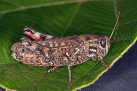 Calliptamus italicus / Italienische Schnschrecke / Feldheuschrecken - Acrididae / Unterfamilie: Knarrschrecken - Calliptaminae / Ordnung: Kurzfhlerschrecken - Caelifera