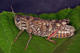 Calliptamus italicus / Italienische Schnschrecke / Feldheuschrecken - Acrididae / Unterfamilie: Knarrschrecken - Calliptaminae / Ordnung: Kurzfhlerschrecken - Caelifera