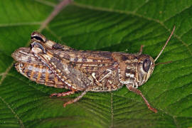 Calliptamus italicus / Italienische Schnschrecke / Feldheuschrecken - Acrididae / Unterfamilie: Knarrschrecken - Calliptaminae / Ordnung: Kurzfhlerschrecken - Caelifera