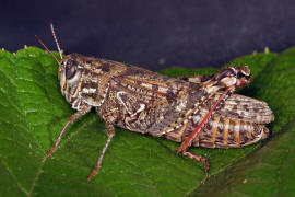 Calliptamus italicus / Italienische Schnschrecke / Feldheuschrecken - Acrididae / Unterfamilie: Knarrschrecken - Calliptaminae / Ordnung: Kurzfhlerschrecken - Caelifera