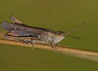 Chorthippus biguttulus / Nachtigall-Grashpfer / Feldheuschrecken - Acrididae / Unterfamilie: Grashpfer - Gomphocerinae / Kurzfhlerschrecken - Caelifera