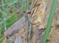 Chorthippus biguttulus / Nachtigall-Grashpfer / Feldheuschrecken - Acrididae / Unterfamilie: Grashpfer - Gomphocerinae / Kurzfhlerschrecken - Caelifera