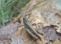 Chorthippus biguttulus / Nachtigall-Grashpfer / Feldheuschrecken - Acrididae / Unterfamilie: Grashpfer - Gomphocerinae / Kurzfhlerschrecken - Caelifera