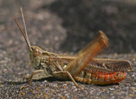 Chorthippus biguttulus / Nachtigall-Grashpfer / Feldheuschrecken - Acrididae / Unterfamilie: Grashpfer - Gomphocerinae / Kurzfhlerschrecken - Caelifera